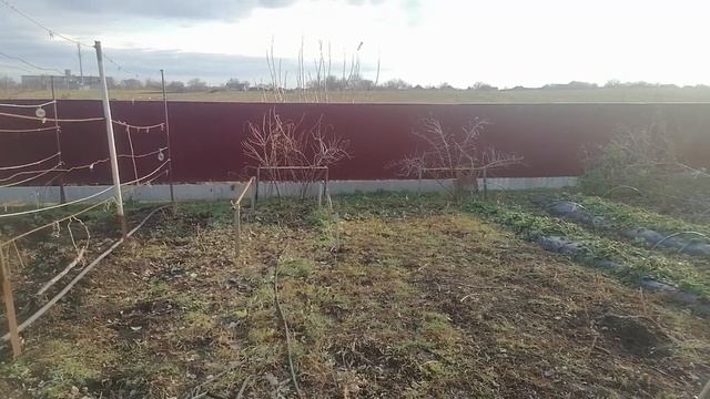 Ремонтантная малина Таганка. Осенняя обрезка. Что сделать для увеличения урожая? смотреть онлайн