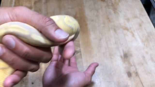 Bananarama!!! Ball Python MORPH HIGHLIGHT and Gecko Eggs смотреть онлайн