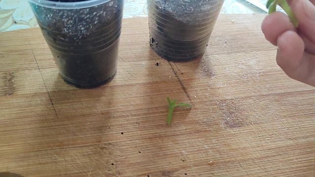 Фиалка химера размножение смотреть онлайн