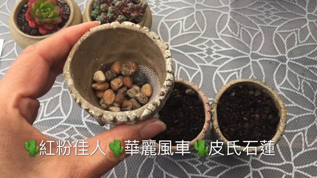 可爱的拇指盆 薇薇安的多肉花园 смотреть онлайн