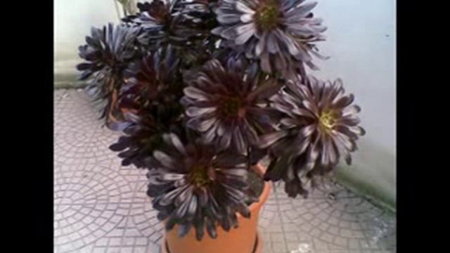 Aeonium Arboreum Schwarzkopf [in Roma]