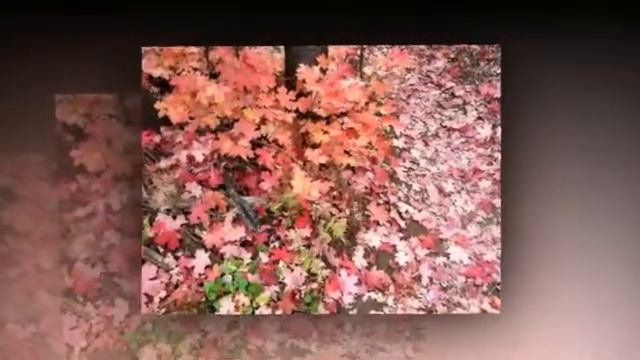 Autumn Leaves смотреть онлайн