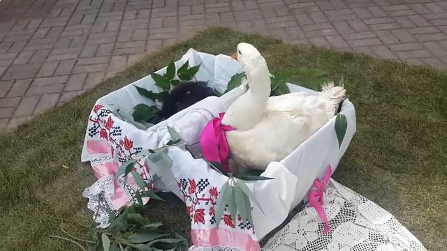 Детские фотосессии идеи в Москве, 8(916)702-11-08 смотреть онлайн