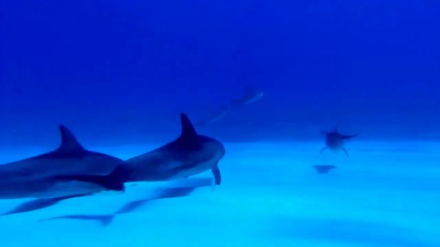 dolphin & orca...serenity within & without смотреть онлайн