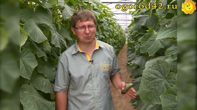 Описание и характеристика: огурцы для теплицы Меренга и Маша смотреть онлайн
