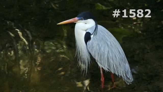 #1582. Цапли (В мире животных) смотреть онлайн