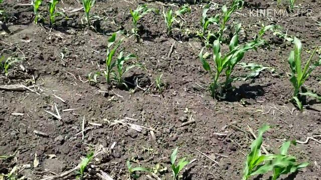 Прополка кукурузы 2020 смотреть онлайн