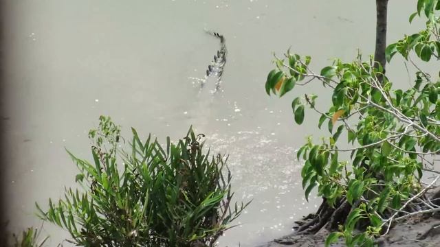 Crocodile Vs Monitor Lizard- Sajnekhali, Sundarbans-W Bengal смотреть онлайн