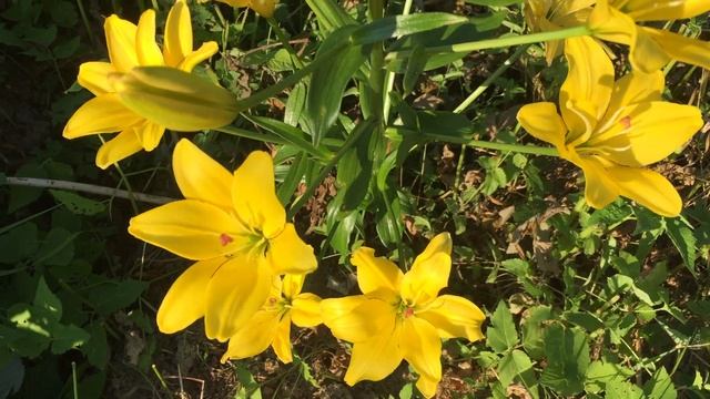 Лилия ЛА-гибрид Yellow Cocote смотреть онлайн