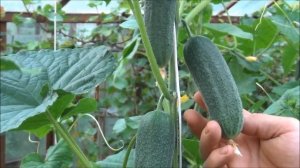 ЛУЧШИЕ Сорта ОГУРЦОВ  НАГЛЯДНО! СОВЕТУЮ к ВЫРАЩИВАНИЮ!