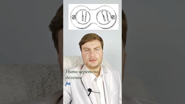 Определим вместе: Телофаза митоза. ЕГЭ Биология. ЕГЭ 2024. смотреть онлайн