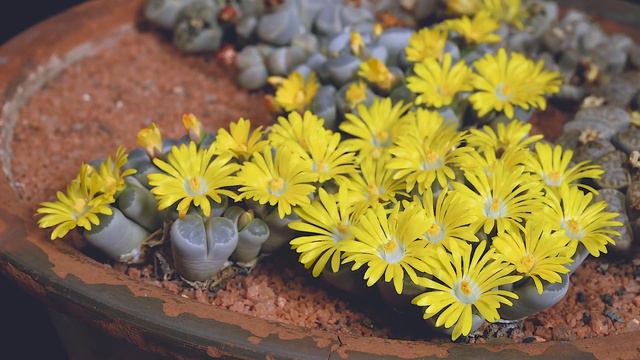 Lithops смотреть онлайн
