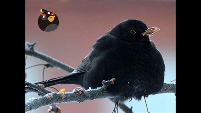 Angry Birds in Real Life (REMAKE) смотреть онлайн