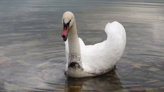 Озеро Абрау. Лебедь