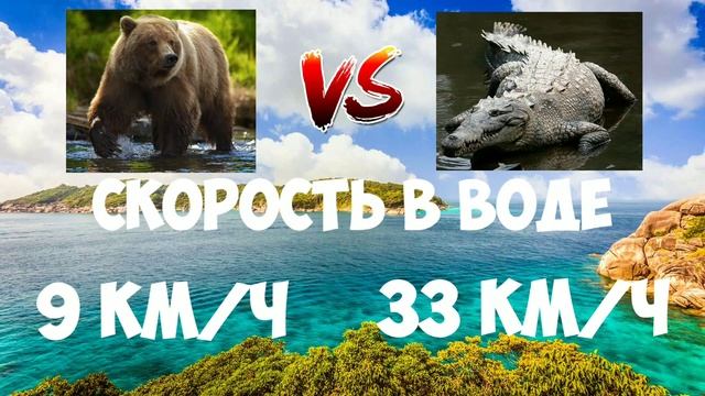 ВЕРСУС | МЕДВЕДЬ ПРОТИВ КРОКОДИЛА | БОЙ НАСМЕРТЬ! | БИТВА 1 НА 1 | КТО СИЛЬНЕЕ??? смотреть онлайн