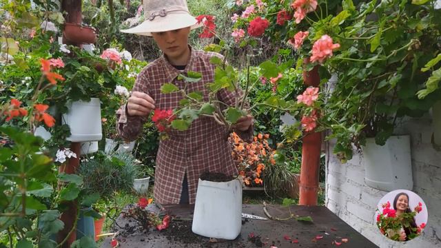 Cambiando de sustrato, matera y haciendo mantenimiento a mis geranios malvón o novios | Jardín Diaz смотреть онлайн