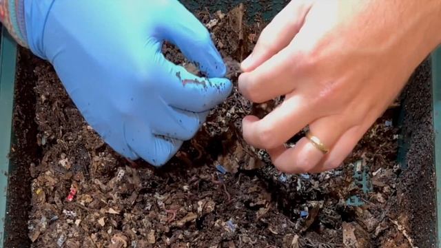 Red Wigglers Love Carbs!! 7 Days Later See Who Won In My Vermihut Vermicompost Worm Farm Worm Bin смотреть онлайн