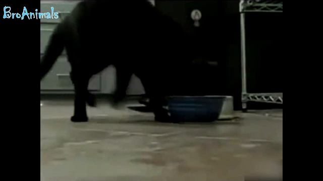 ПРИКОЛЫ С ЖИВОТНЫМИ | FUN WITH ANIMALS #492 смотреть онлайн