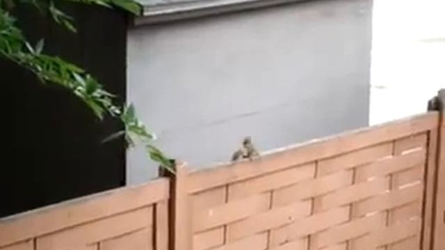 Белка не допрыгнула смотреть онлайн