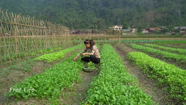 Visit Mr. Phay's House And Buy Food After Selling Vegetables, He Needs A Life Partner
