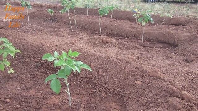 Самое лучшее удобрение для МАЛИНЫ особенно во время пересаживания и для роста малины! смотреть онлайн