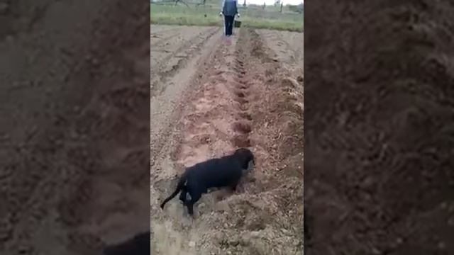 Такса садит картошку... смотреть онлайн