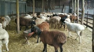 Откорм овец (ягнят) на мясо