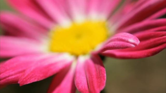 Пожилая женщина разродилась прямо в огороде... смотреть онлайн