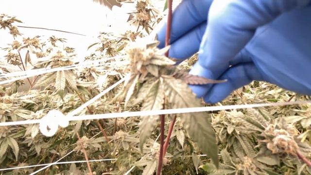 Трансляция номер 31 смотреть онлайн