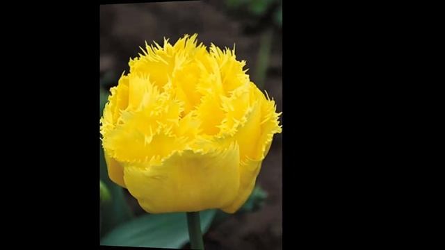 #Тюльпаны8 #Цветы для сада и бизнеса от Ольги Шевчук смотреть онлайн