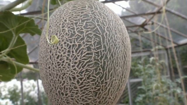 Осенний урожай арбузов и дынь смотреть онлайн