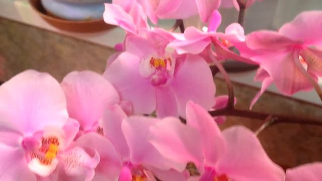 Шилириана💖 Стюартина💖 Филадельфия💖полный роспуск💖 смотреть онлайн