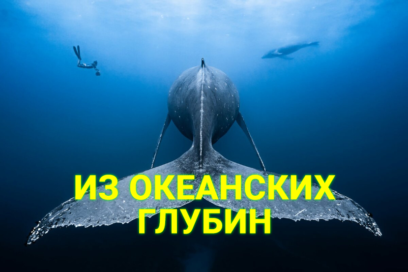 ♫ ИЗ ОКЕАНСКИХ ГЛУБИН !!! .mp4 смотреть онлайн