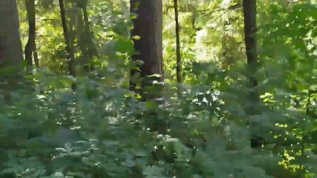 Дятьково По экологической тропе здоровья от Трёх колодцев до Больничного озера смотреть онлайн