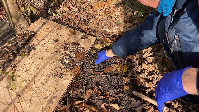 Where to find Slugs and Isopods for terrarium смотреть онлайн