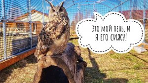 Сове Ёль подвезли движимую недвижимость. И ёлку!