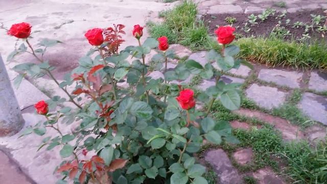 Роза ЭЛЬ ТОРО смотреть онлайн