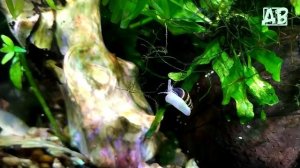 КСЕНОКОКУС в аквариуме! Зеленые точки на стеклах и листьях растений! Как я с ним боролся!