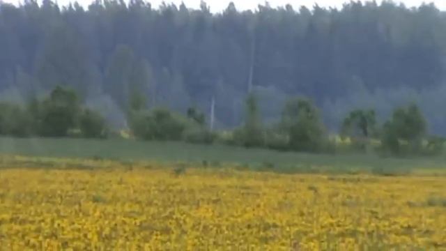 Травы медоносы одуванчик смотреть онлайн