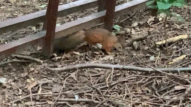 Белка прык прык смотреть онлайн