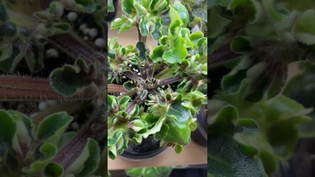 Да, это тоже фиалка. ВаТ-Супер Сын Люкс смотреть онлайн