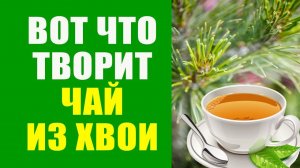 Полезный Чай Из Хвои Сосны. Как Приготовить