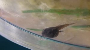 КАК РАСТЁТ ГОЛОВАСТИК, ПРЕВРАЩАЯСЬ В ЛЯГУШКУ: МЕТАМОРФОЗА