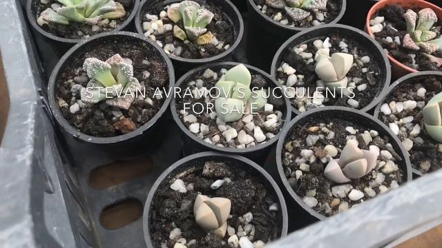 Succulent Market in Belgrade, May 2019 and New Additions to my succulent collection in Serbia смотреть онлайн