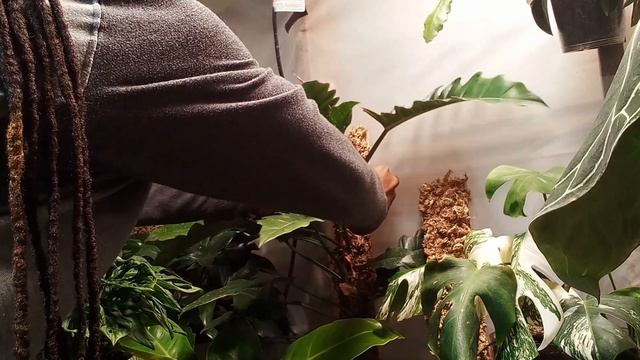 Cleaning Grow Space and Reattaching Plants To Planks!!! смотреть онлайн