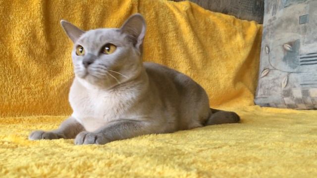 Бурма лилового окраса / Burmese Cat Lilac Color