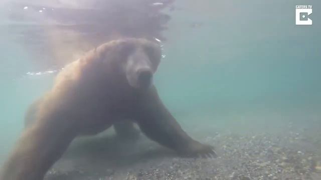 Медведь смотреть онлайн