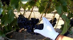 Ультра ранние сорта винограда / Сорт винограда АТОС / Виноградник АРТУРА