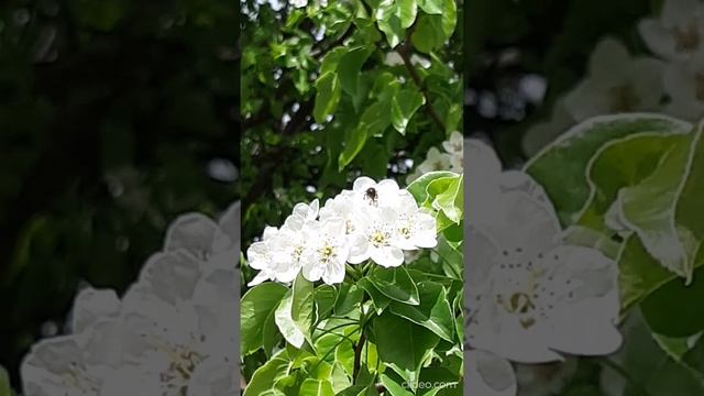 цветет груша.mp4