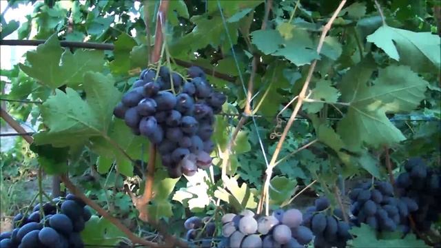 Алвика на сеянце смотреть онлайн